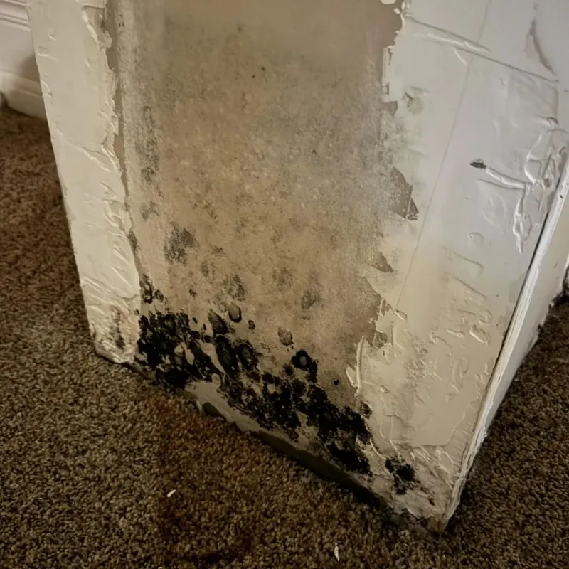Professional Mold Removal in Clayton, OH
